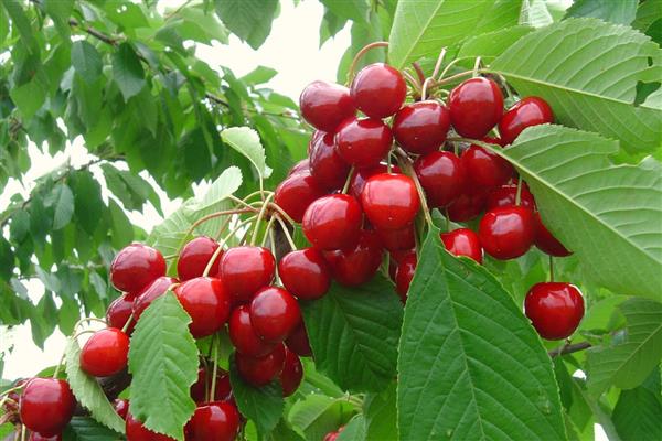 Cherry Yaroslavna photo
