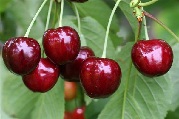 Cherry Yaroslavna photo