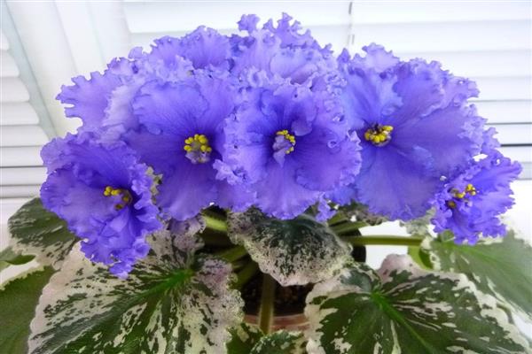 Violet Blue Diamond photo