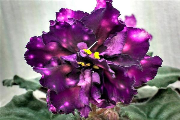 Foto violeta da Via Láctea