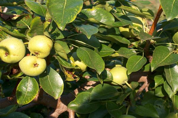 Pear Lemon photo
