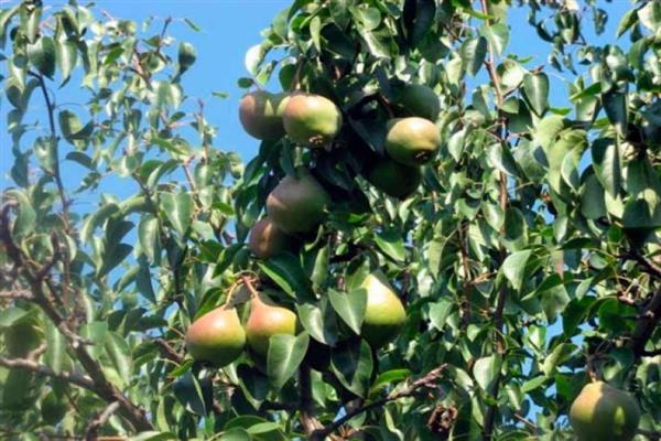 Pear Malyaevskaya late photo