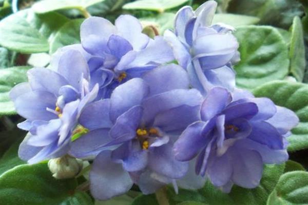 Violet LE-Blue Stream photo