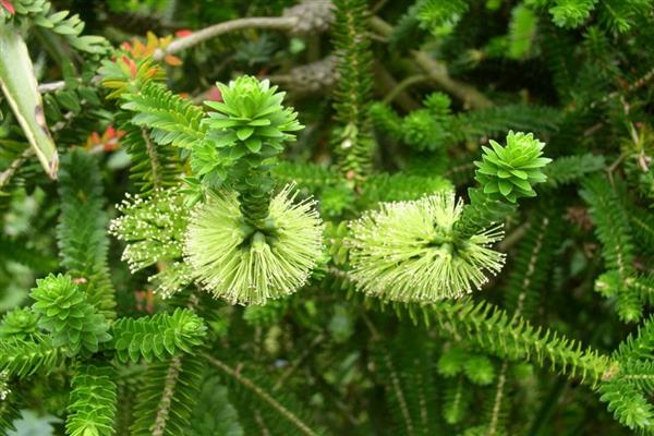 Melaleka diosmolistnaya photo