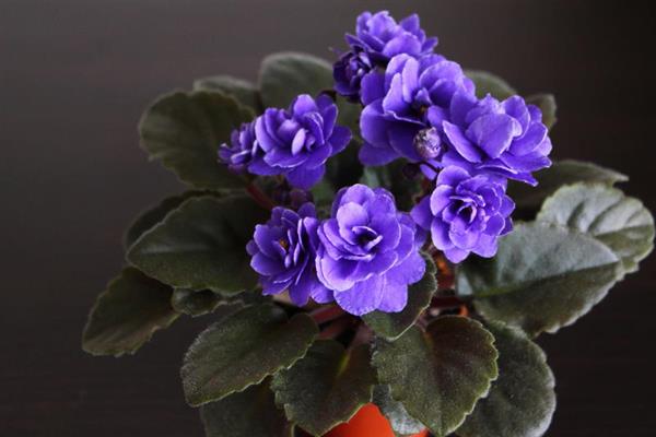 Violet Ness Crincle Blue photo