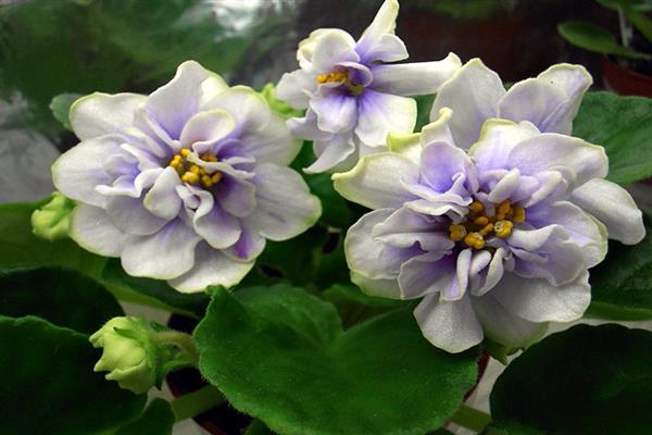 Violet Blue snowdrifts photo