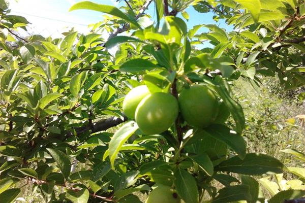 Plum superearly photo
