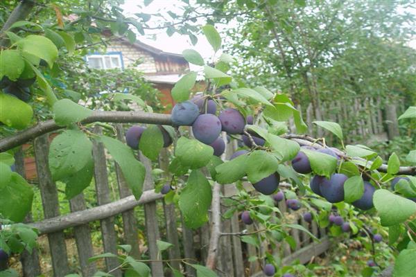 Plum superearly photo