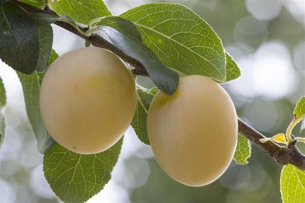 Prune d'or fermer photo