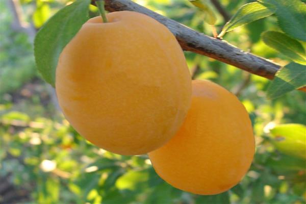 Prune d'or fermer photo