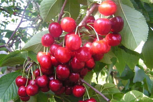 Cherry Alyaevskaya photo