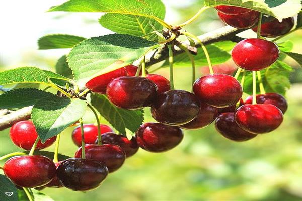 Cherry Ashinskaya photo