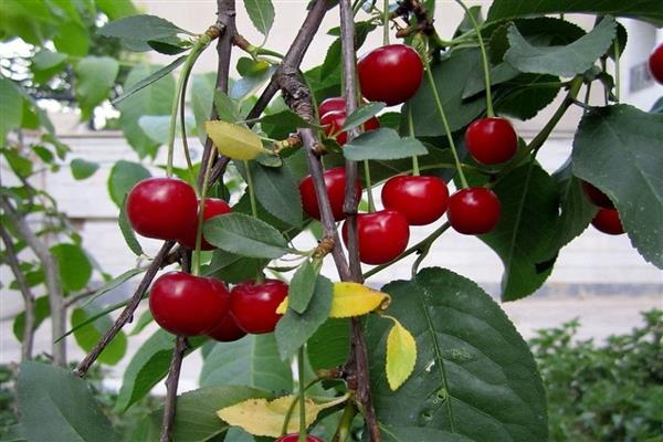 Cherry Ashinskaya photo