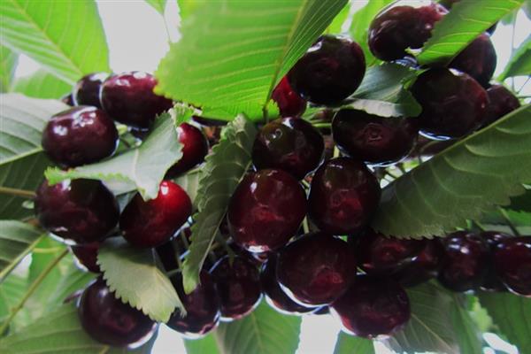 Foto da cereja Loznovskaya