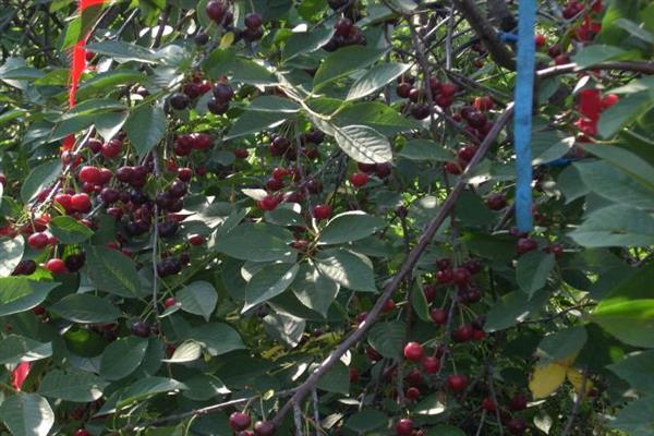 Cherry Oblachinskaya photo