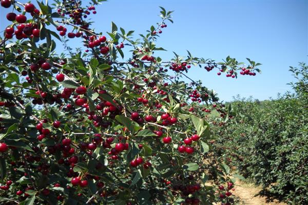Cherry Oblachinskaya photo