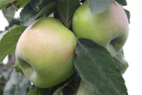 Photo de grimpeur de pommier