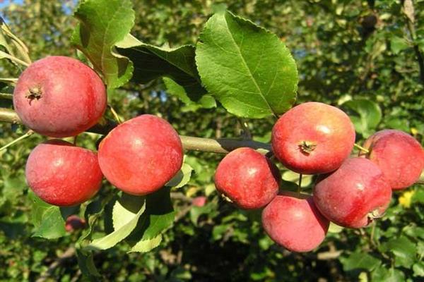 Apple tree Altai dove photo