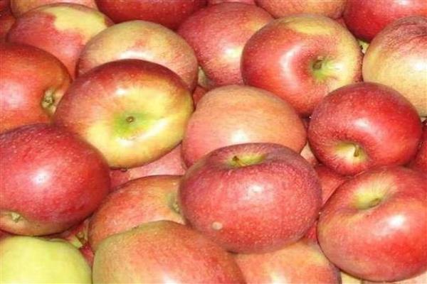 Foto de vanguarda de macieira