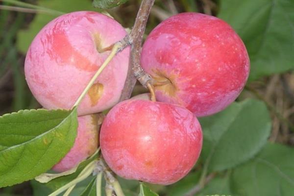 Apple tree Augustow Far East photo