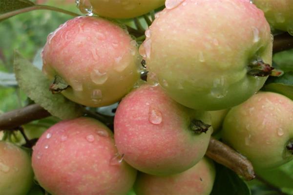 Apple-tree Tuba oriental photo