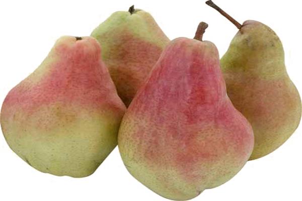 Pear Alexandrine photo