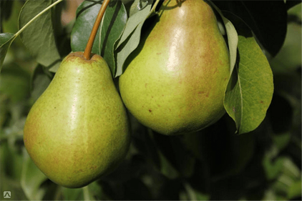 Pear Far East photo