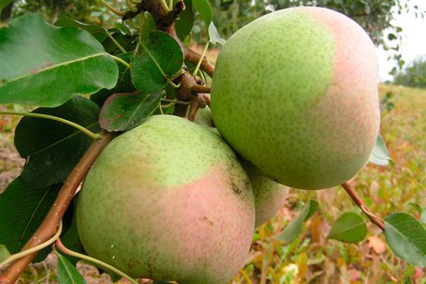 Pear Dessert photo