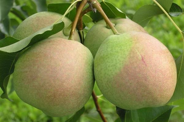 Pear Dessert photo