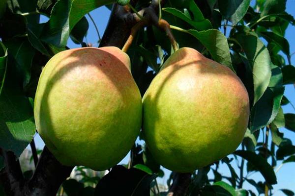 Pear Long-awaited photo