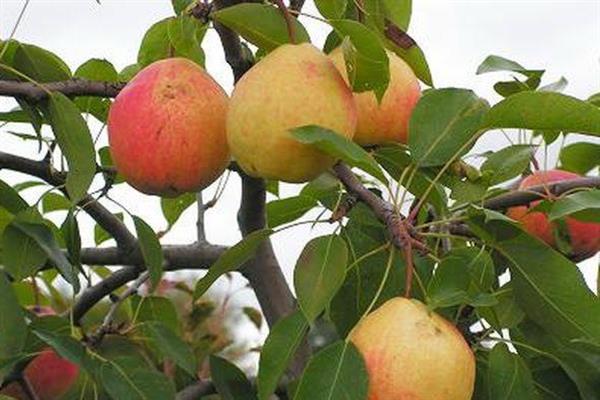 Pear Cathedral photo