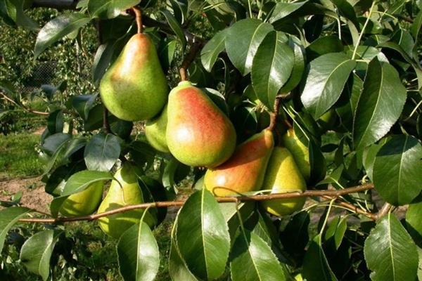 Pear Cathedral photo