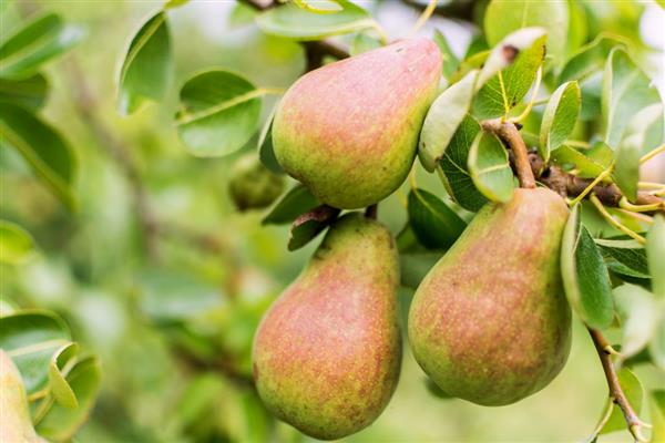 Pear Beauty Chernenko photo