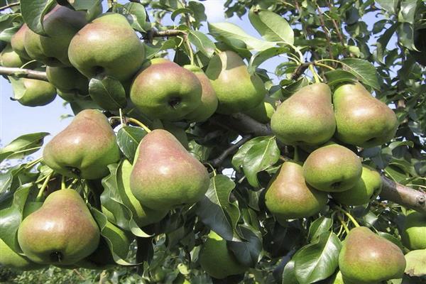 Pear Beauty Chernenko photo