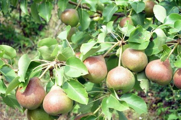 Pear Lel photo