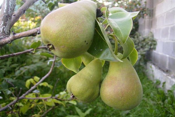 Pear Lel photo