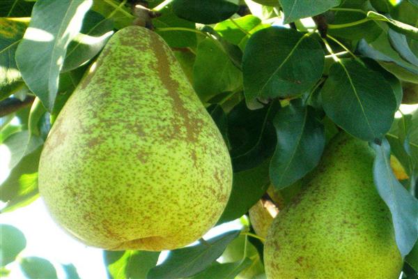 Foto de Pear Lyuber