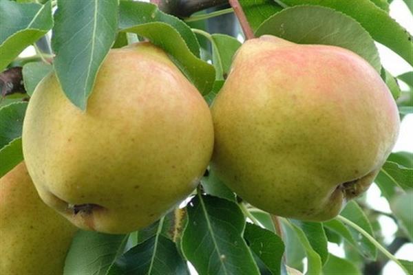 Pear Marianne photo