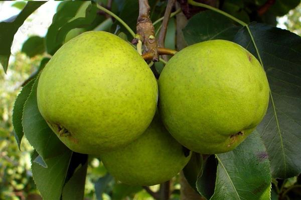 Pear Myth photo