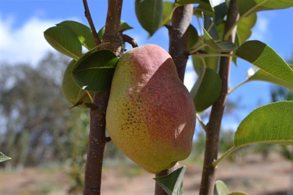 Pear Nart photo