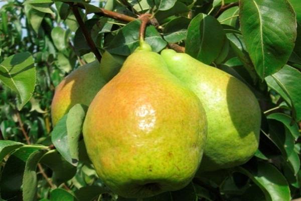 Pear November photo