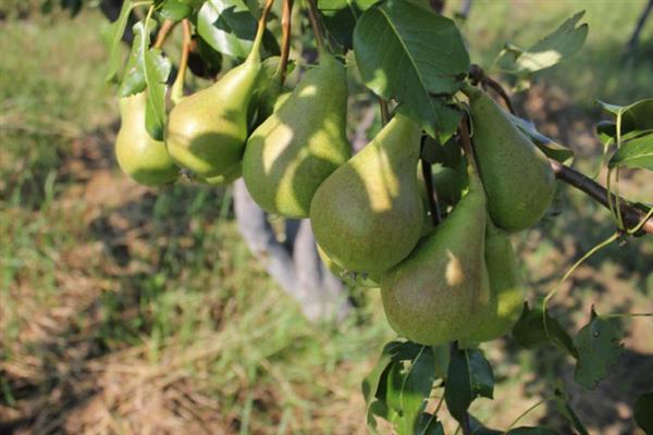 Pear November photo