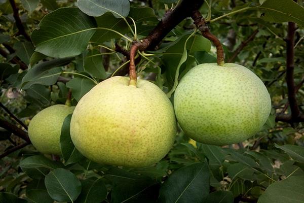 Pear Rossoshanskaya large photo
