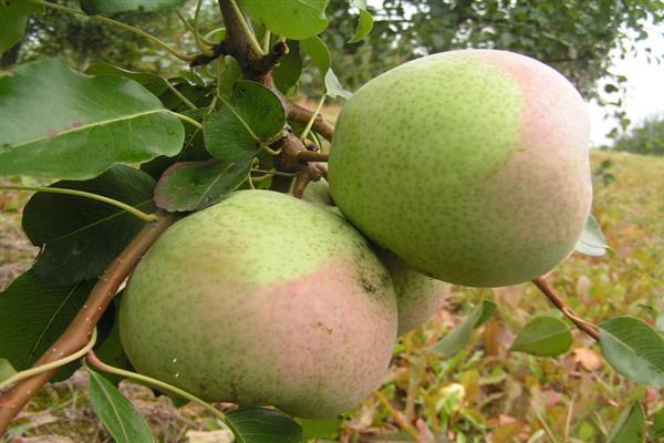 Pear Rossoshanskaya large photo