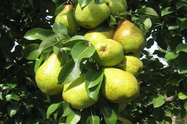 Sapphire pear photo