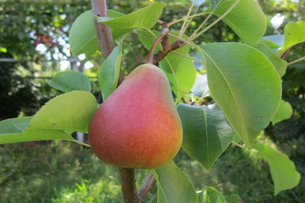 Sapphire pear photo