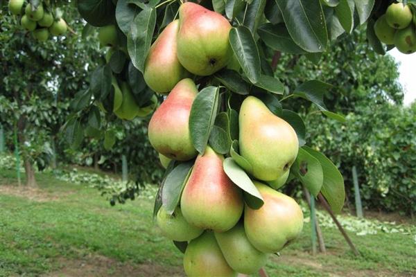 Sapphire pear photo