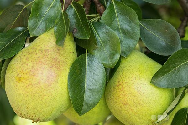 Pear Saratovka photo