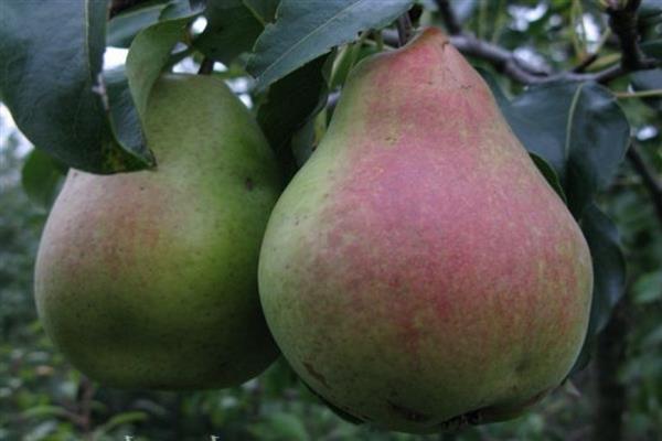 Pear Quiet Don photo