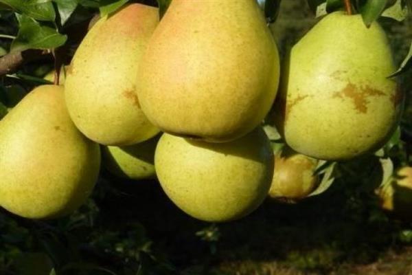 Pear Tyutchevskaya photo